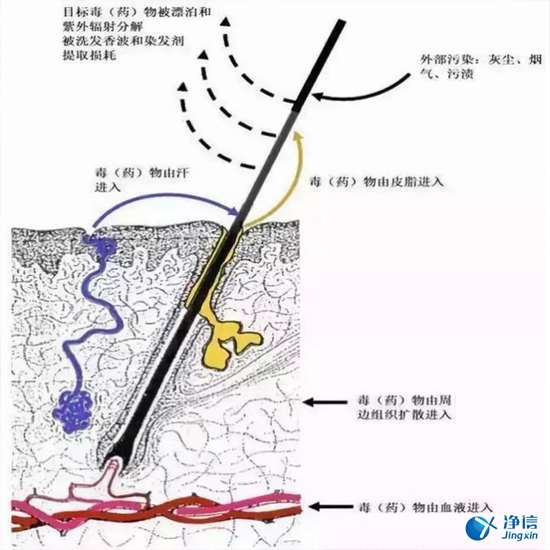  毛發(fā)毒品檢測(cè)儀檢測(cè)腿毛竟可以測(cè)出吸毒?做了全身脫毛也可以？
